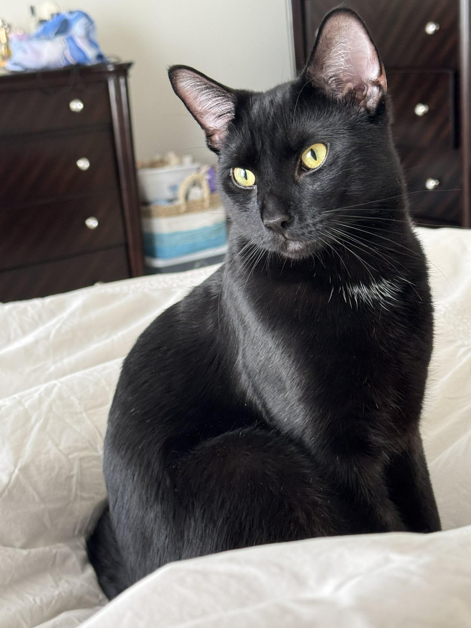 Jeckle is nothing less than SPECTACULAR - HUGE GIANT KITTEN LOVER! VIDEO!!, Adoptable, Young Male Bombay.