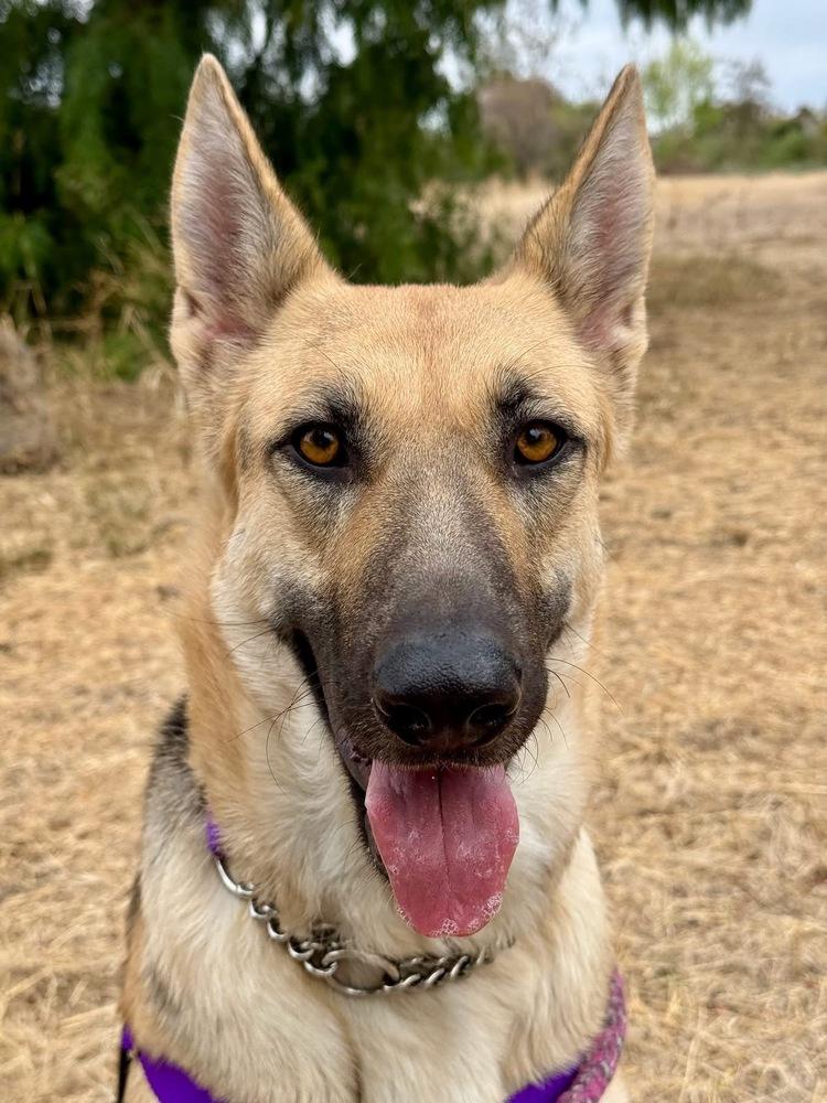 Enlarge Mama Bella, a Adoptable mixed breed in Pleasant Hill, CA image 1/6