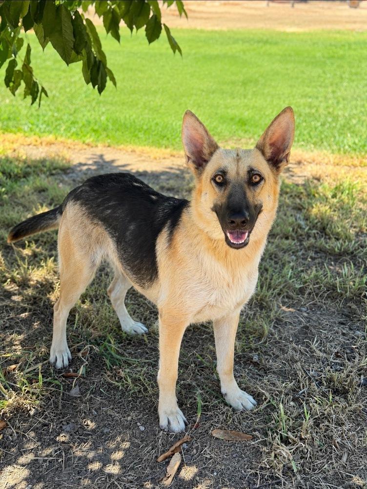 Mama Bella, a Adoptable mixed breed in Pleasant Hill, CA image 1/3