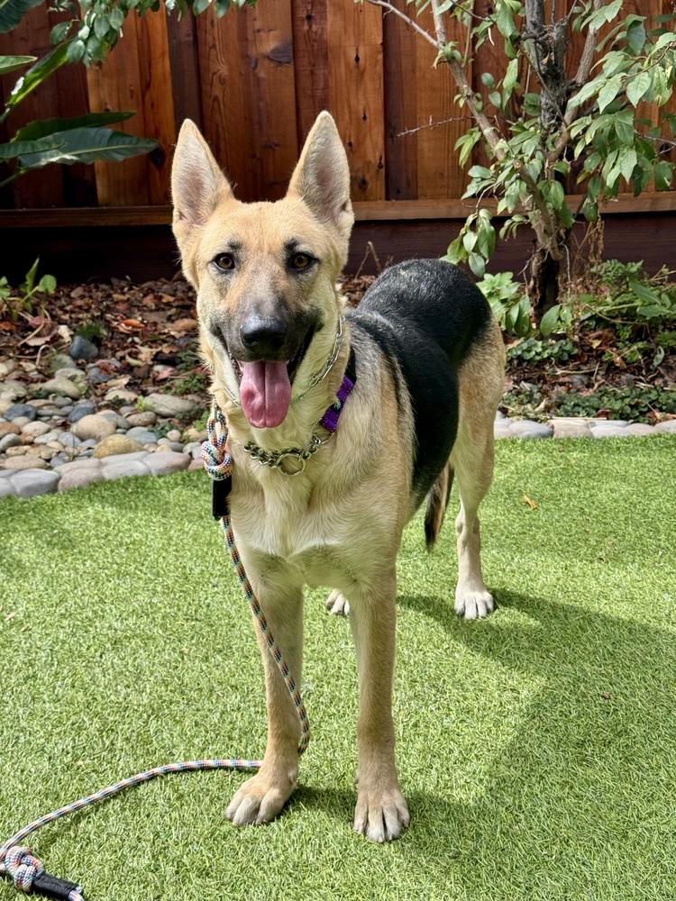 Enlarge Mama Bella, a Adoptable mixed breed in Pleasant Hill, CA image 3/6