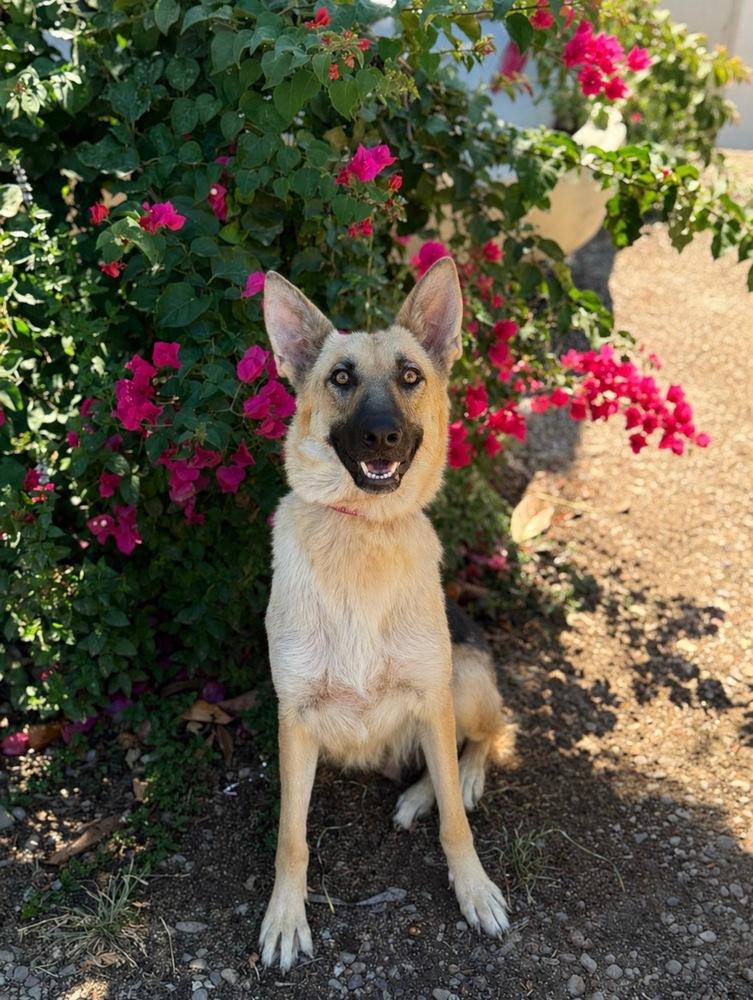 Mama Bella, a Adoptable mixed breed in Pleasant Hill, CA image 2/3