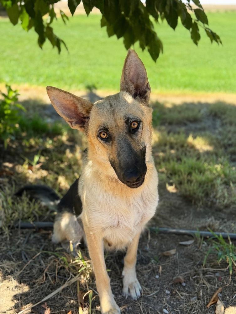 Mama Bella, a Adoptable mixed breed in Pleasant Hill, CA image 3/3