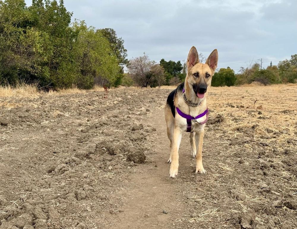 Enlarge Mama Bella, a Adoptable mixed breed in Pleasant Hill, CA image 6/6