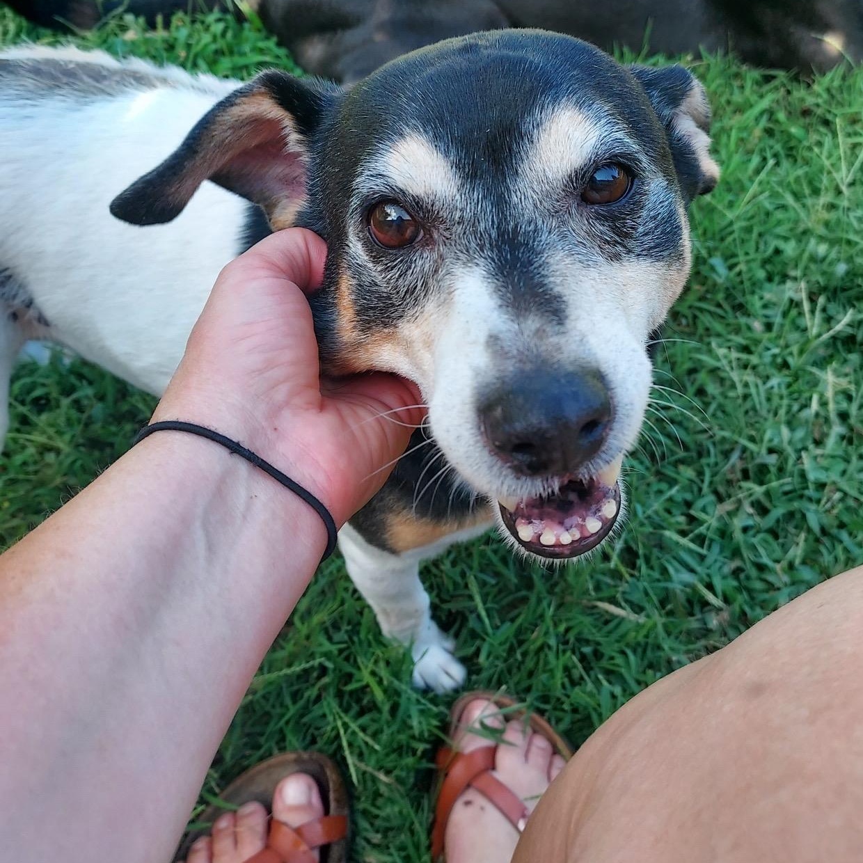 Zorro, a Adoptable Jack Russell Terrier in Greenwood, IN image 2/6