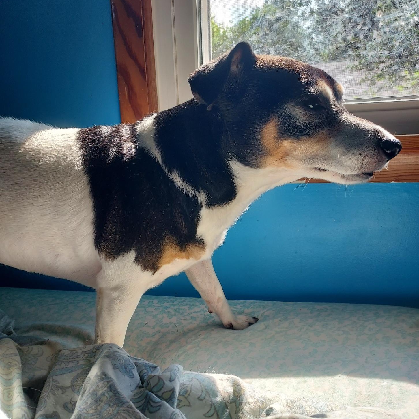 Zorro, a Adoptable Jack Russell Terrier in Greenwood, IN image 3/6