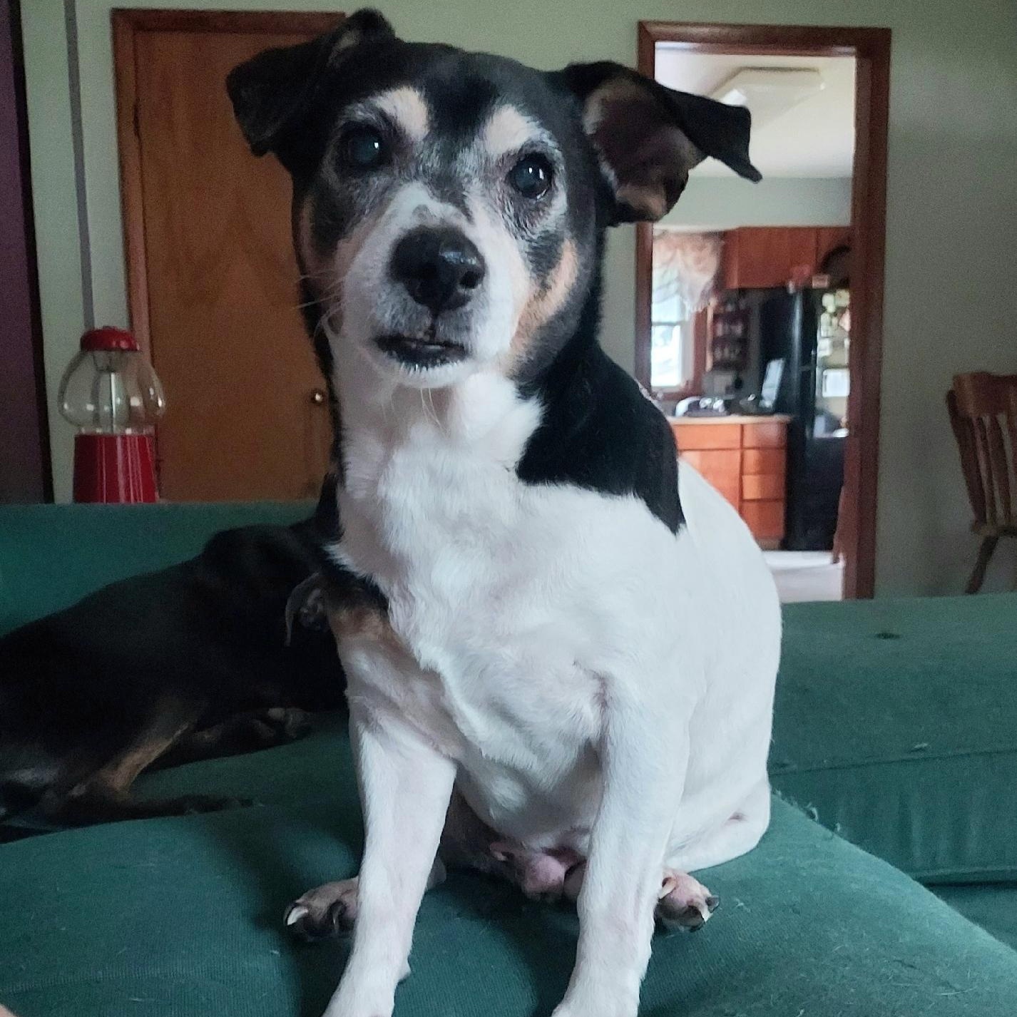 Zorro, Adoptable, Adult Male Jack Russell Terrier.