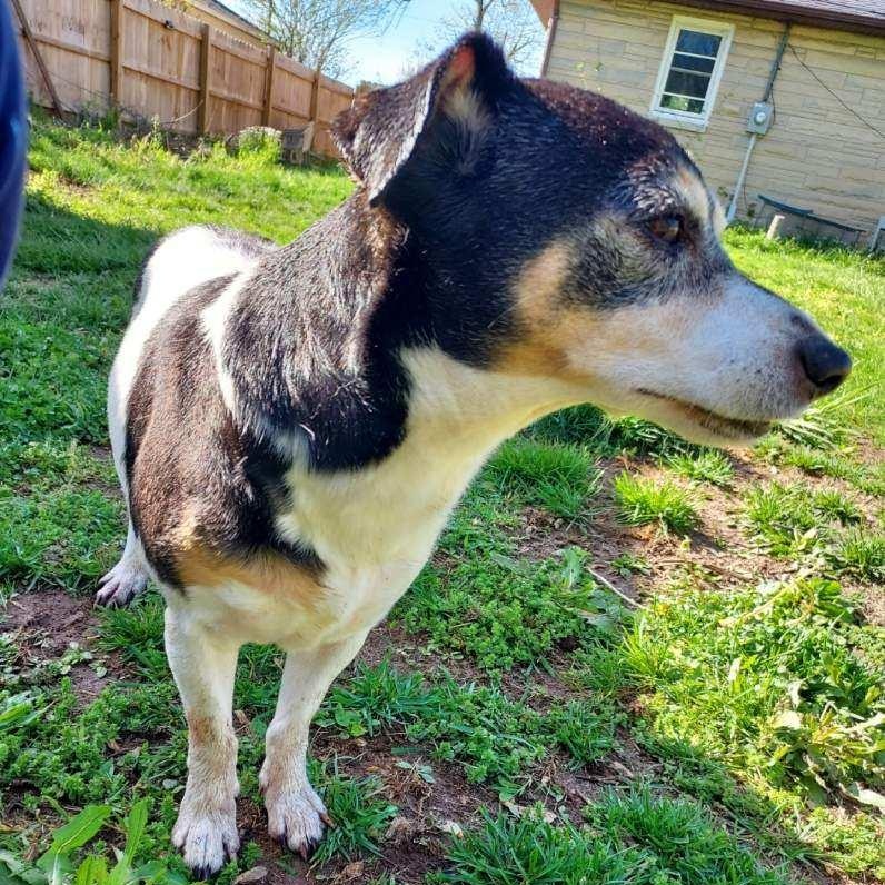 Zorro, a Adoptable Jack Russell Terrier in Greenwood, IN image 4/6
