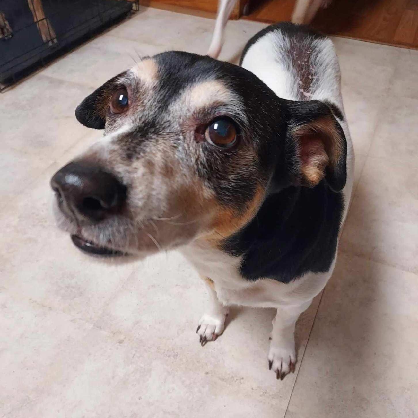 Zorro, a Adoptable Jack Russell Terrier in Greenwood, IN image 5/6