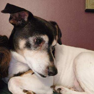 Zorro, a Adoptable Jack Russell Terrier in Greenwood, IN image 6/6