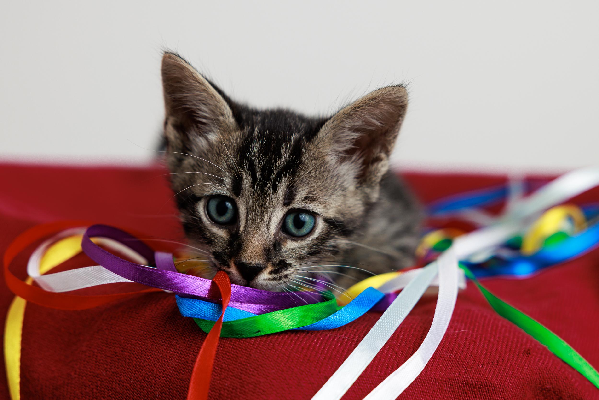 Enlarge Seasame and Quiche, an adopted mixed breed in Montreal, QC image 1/6