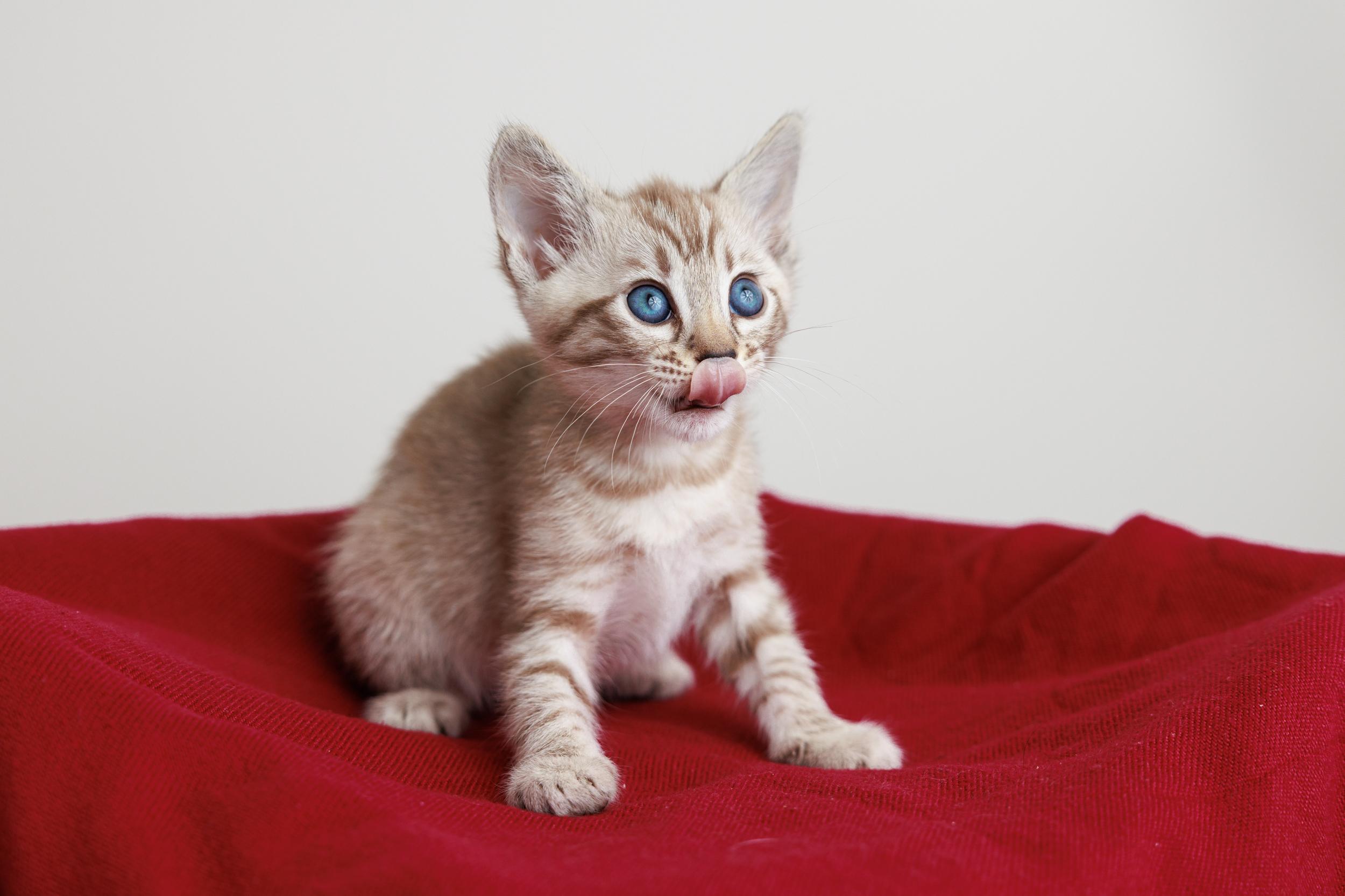 Enlarge Seasame and Quiche, an adopted mixed breed in Montreal, QC image 2/6