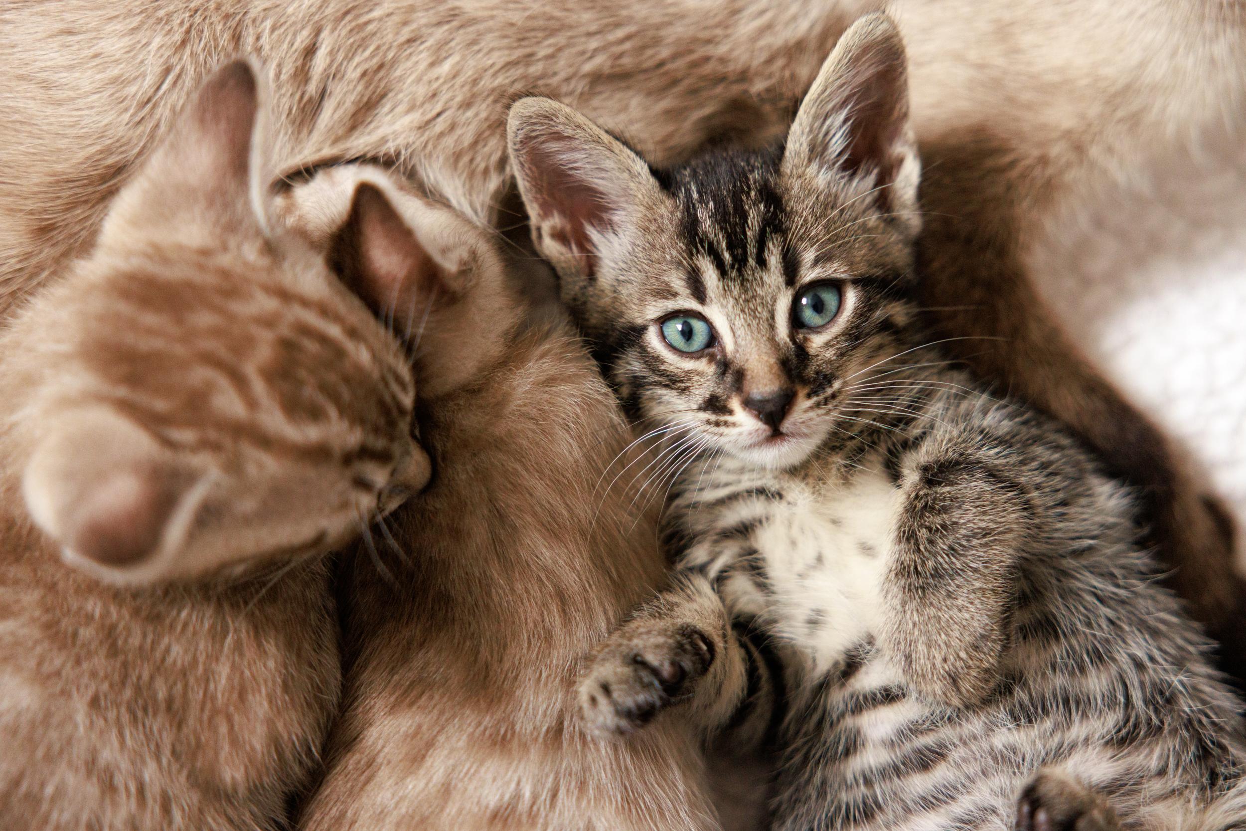 Enlarge Seasame and Quiche, an adopted mixed breed in Montreal, QC image 4/6