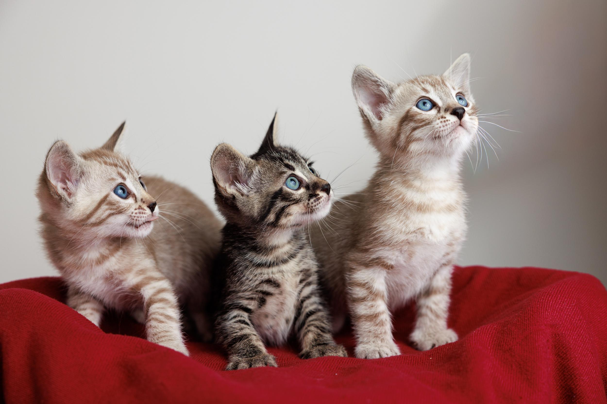 Enlarge Seasame and Quiche, an adopted mixed breed in Montreal, QC image 5/6