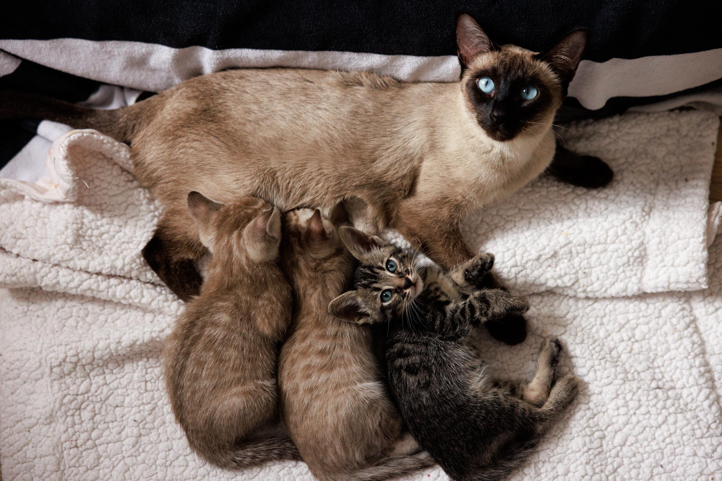 Enlarge Seasame and Quiche, an adopted mixed breed in Montreal, QC image 6/6