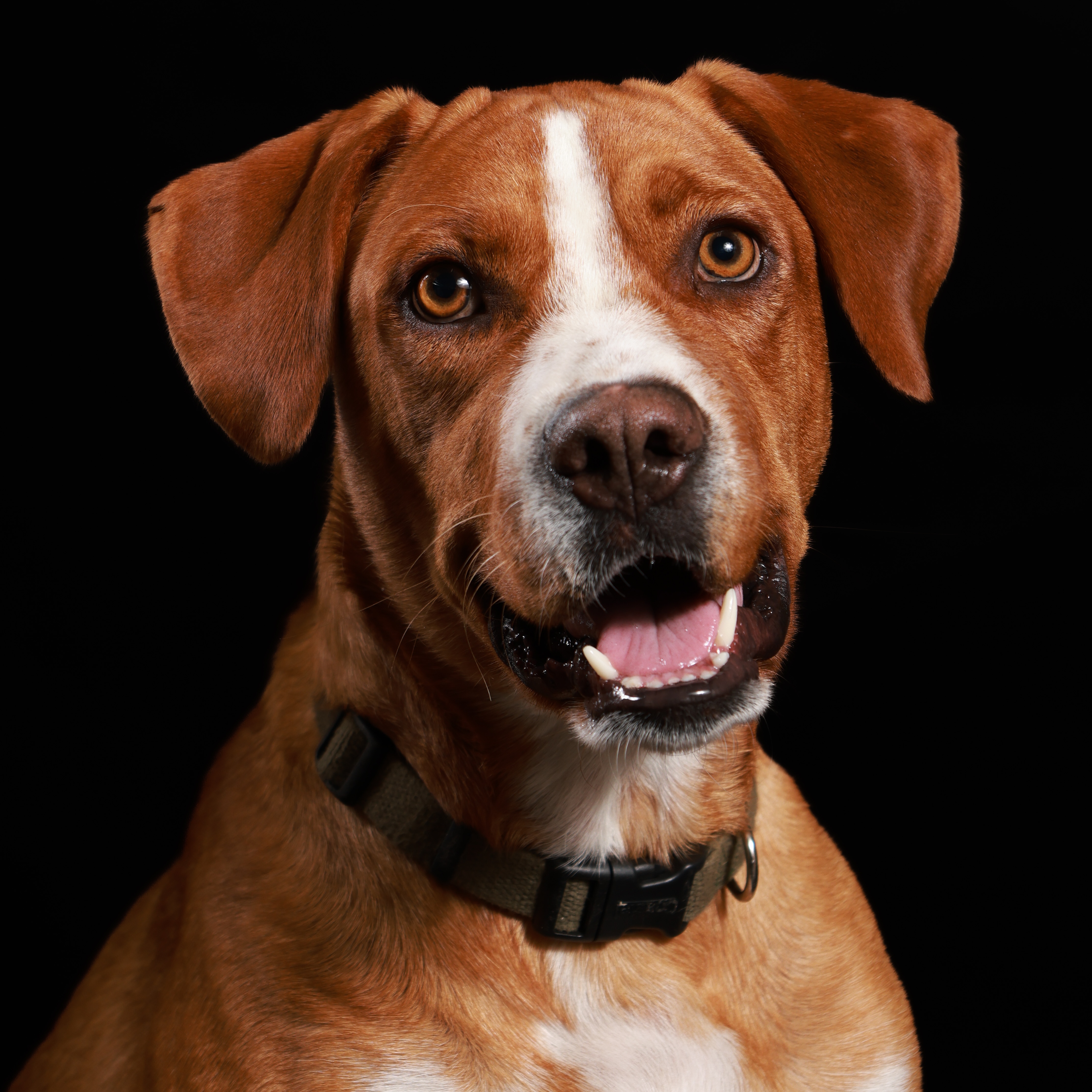 Dog for adoption Pikachu, a Retriever & Boxer Mix in Boise, ID