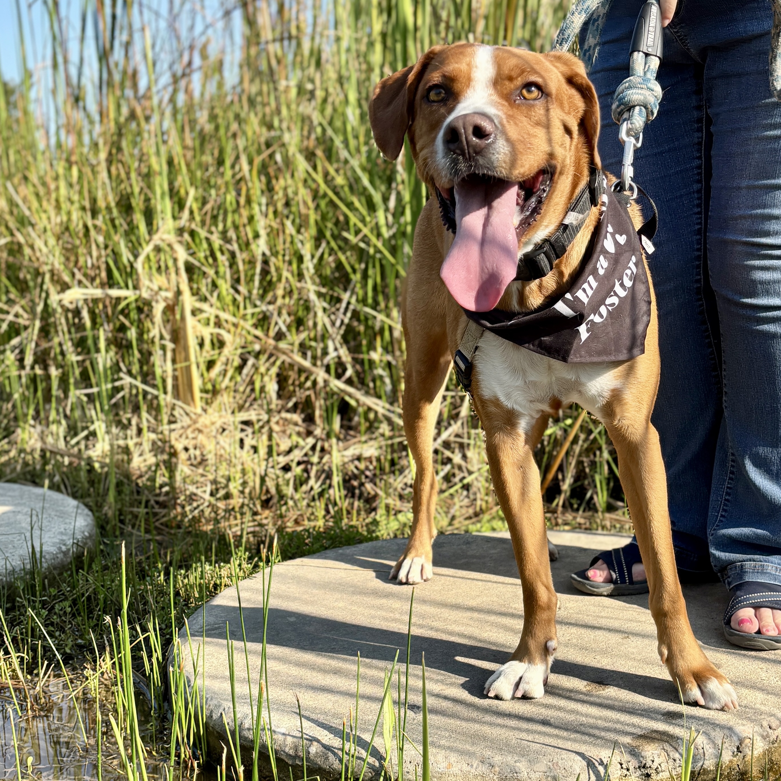 Dog for adoption Pikachu, a Retriever & Boxer Mix in Boise, ID