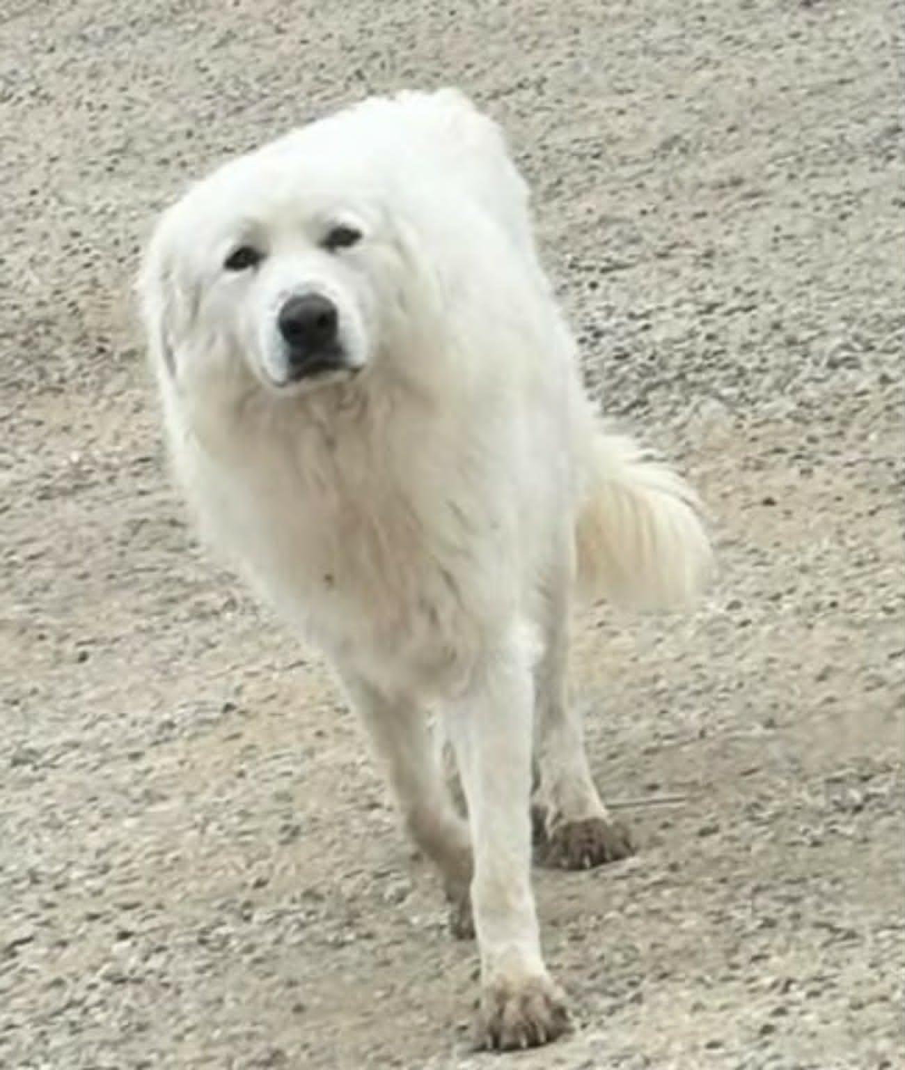 Yeti, Adoptable, Young Male Great Pyrenees.