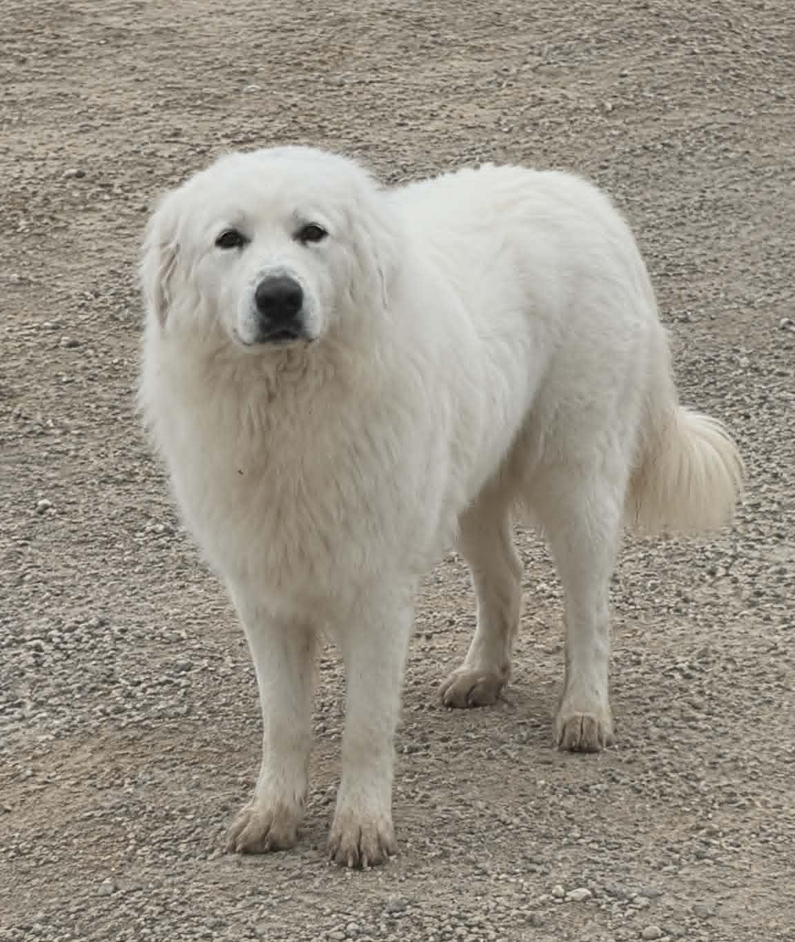 Yeti, a Adoptable Great Pyrenees in Minneapolis, MN image 2/2