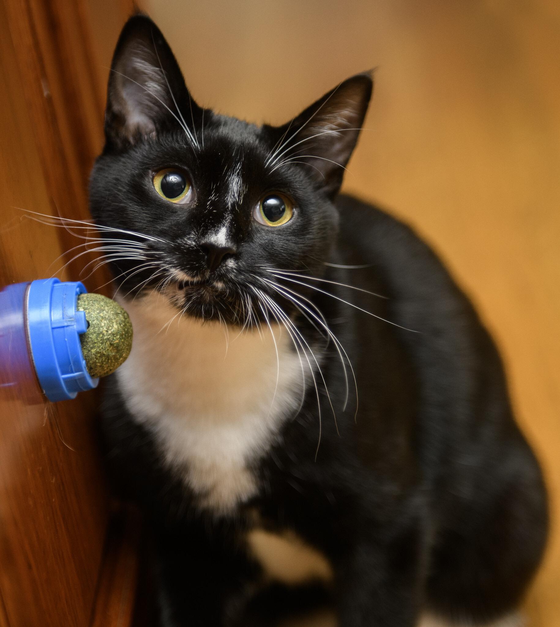 Lyra and Cosmos, a Adoptable Domestic Short Hair in Seattle, WA image 3/6