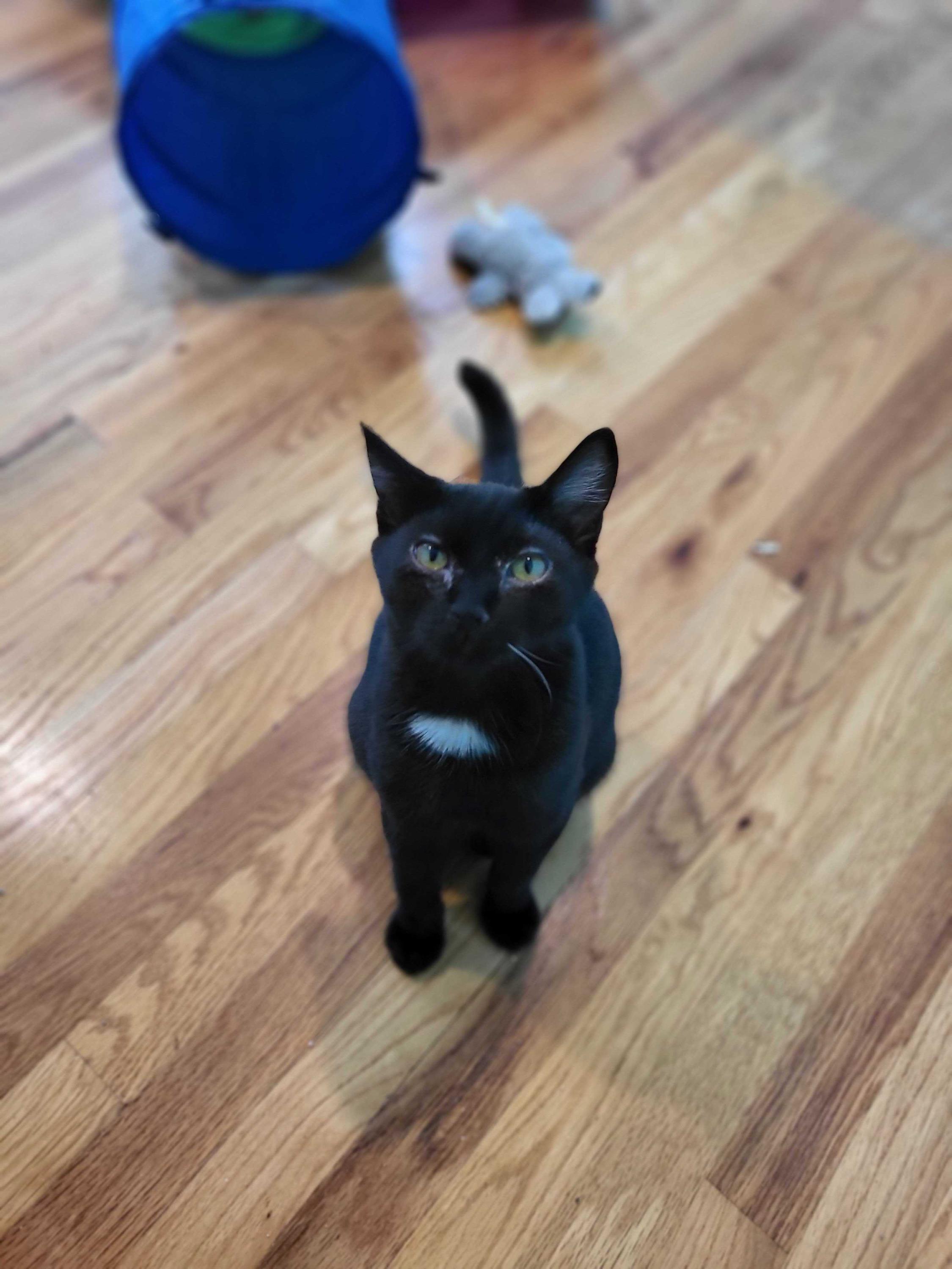 Lyra and Cosmos, Adoptable, Kitten Female Domestic Short Hair.