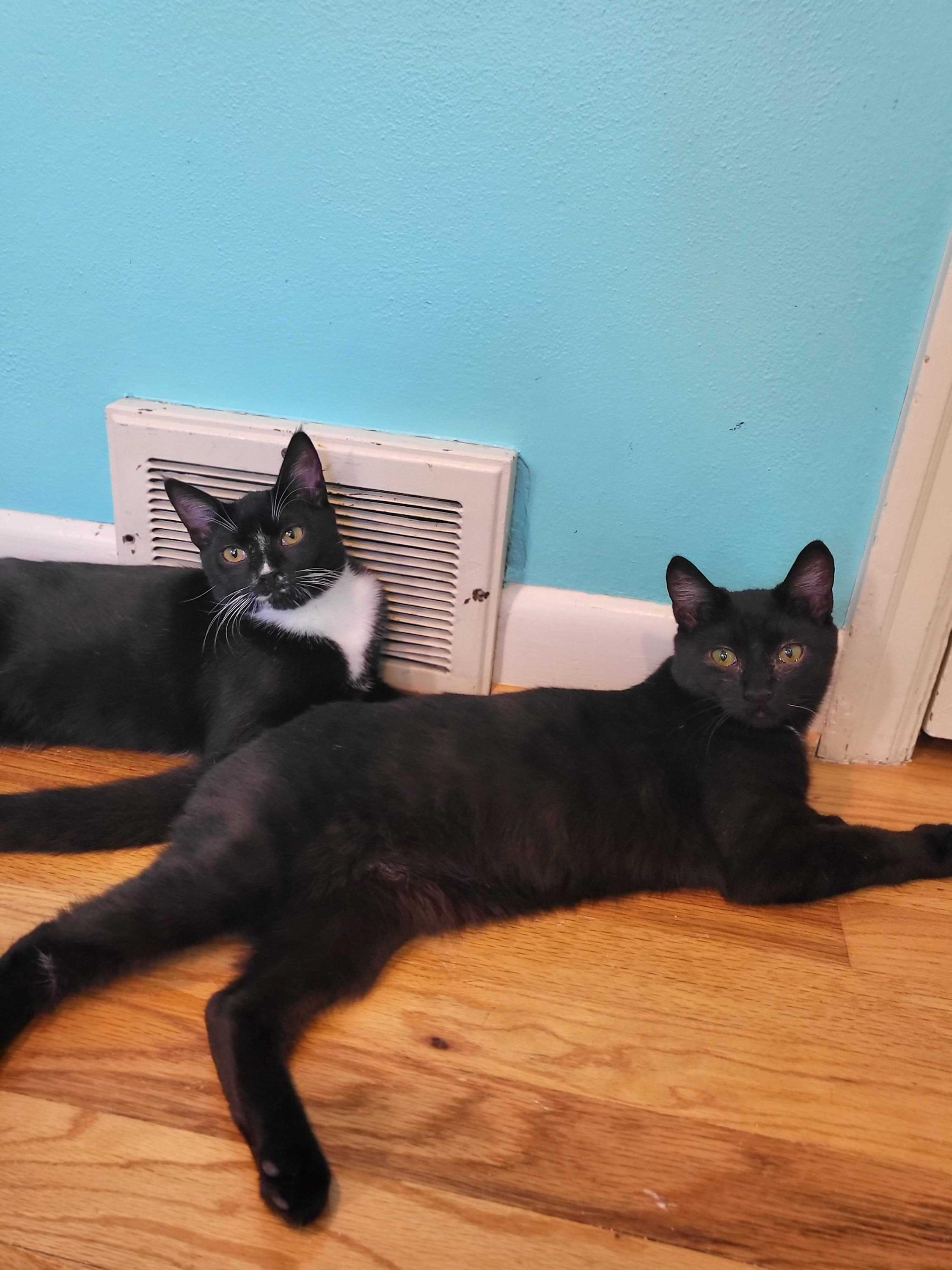 Lyra and Cosmos, Adoptable, Kitten Female Domestic Short Hair.