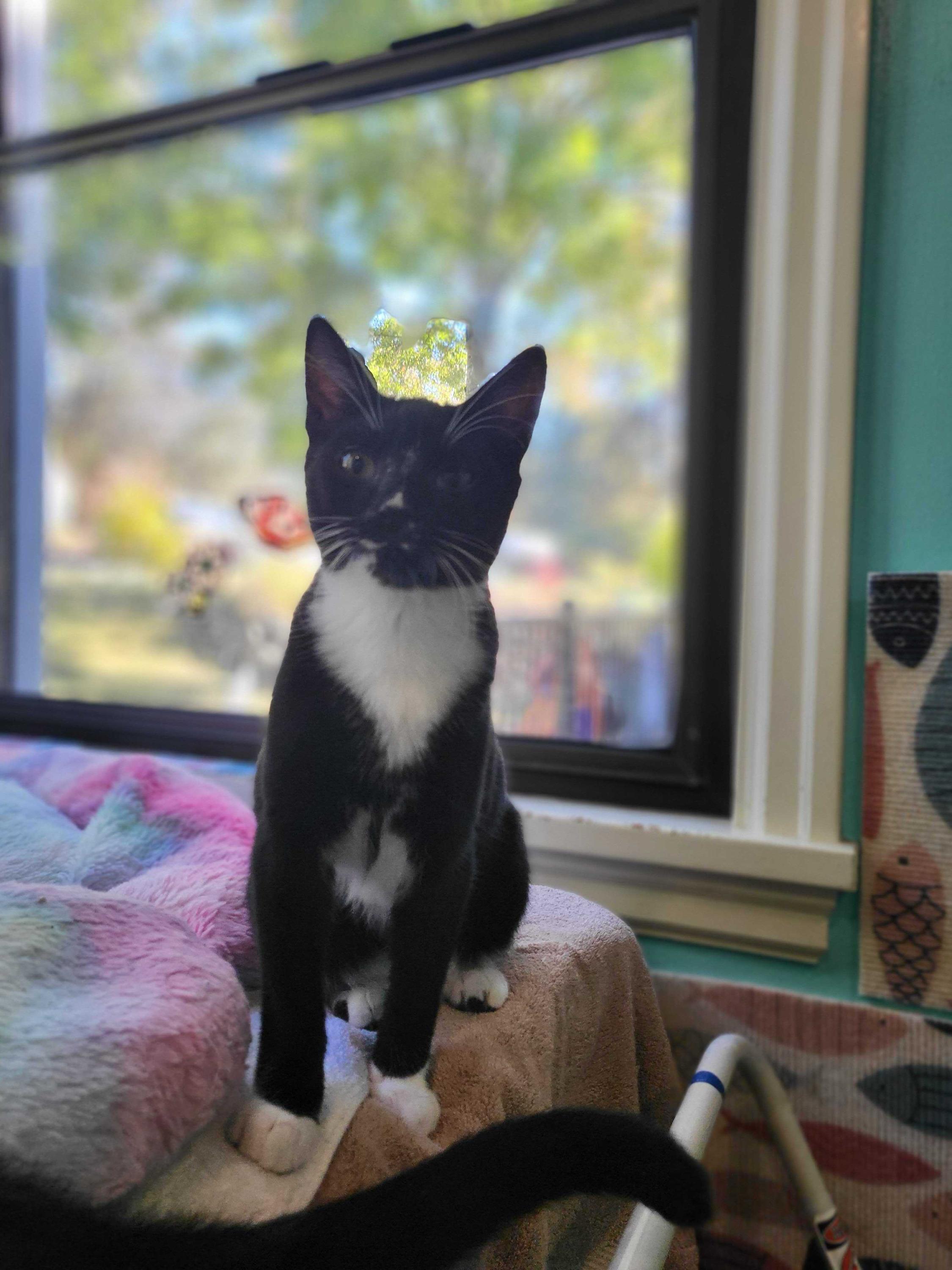 Lyra and Cosmos, a Adoptable Domestic Short Hair in Seattle, WA image 3/6