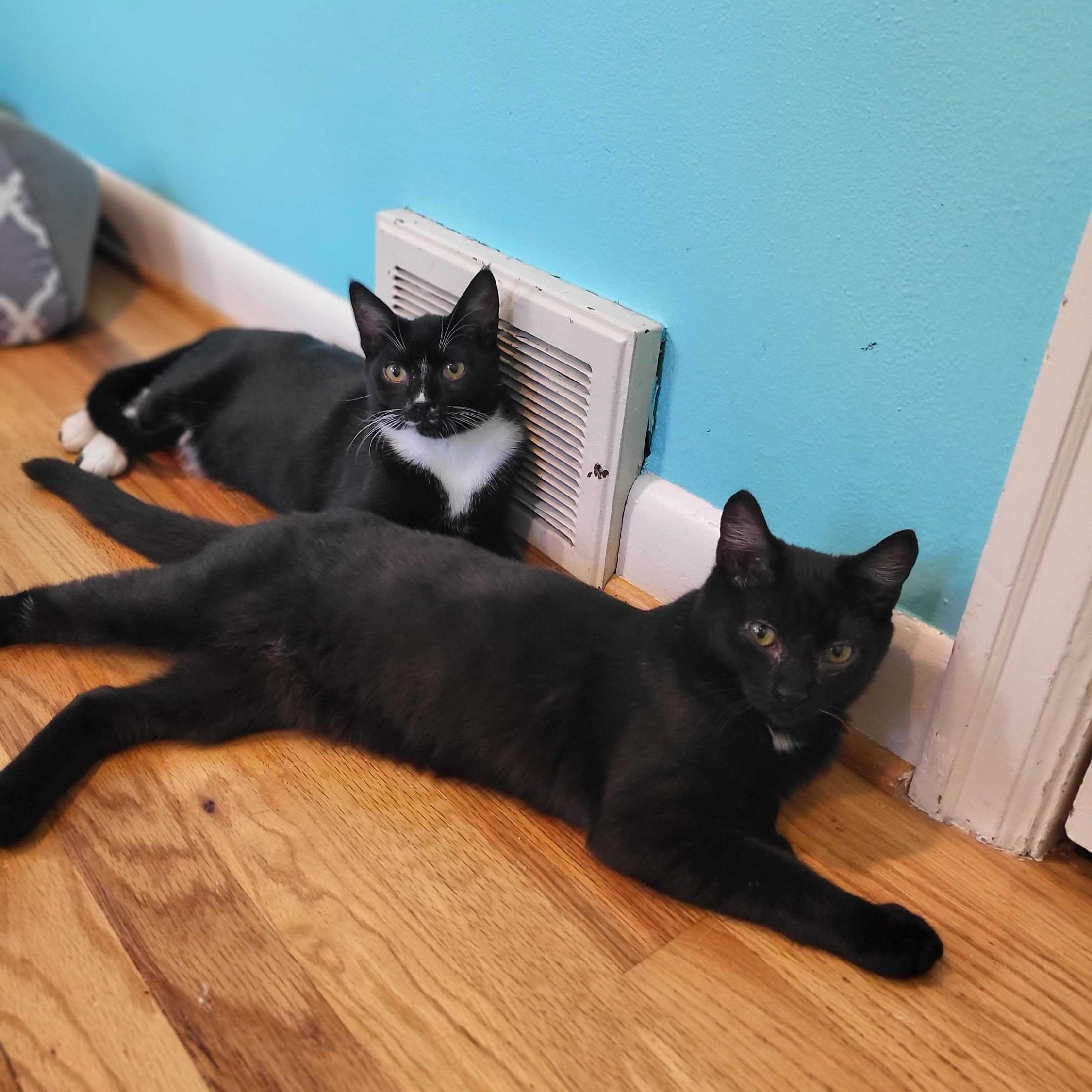 Lyra and Cosmos, Adoptable, Kitten Female Domestic Short Hair.