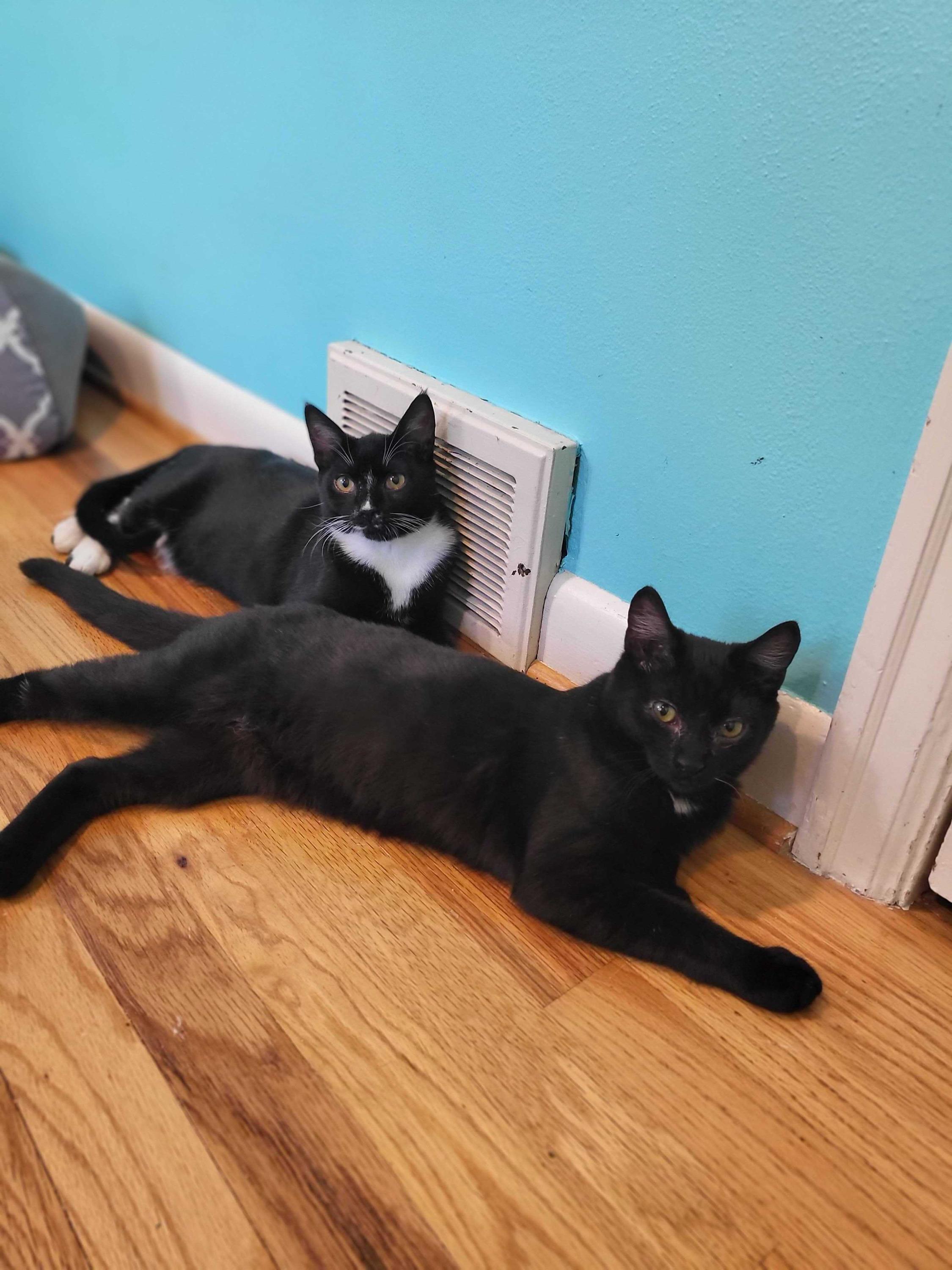 Lyra and Cosmos, a Adoptable Domestic Short Hair in Seattle, WA image 4/6