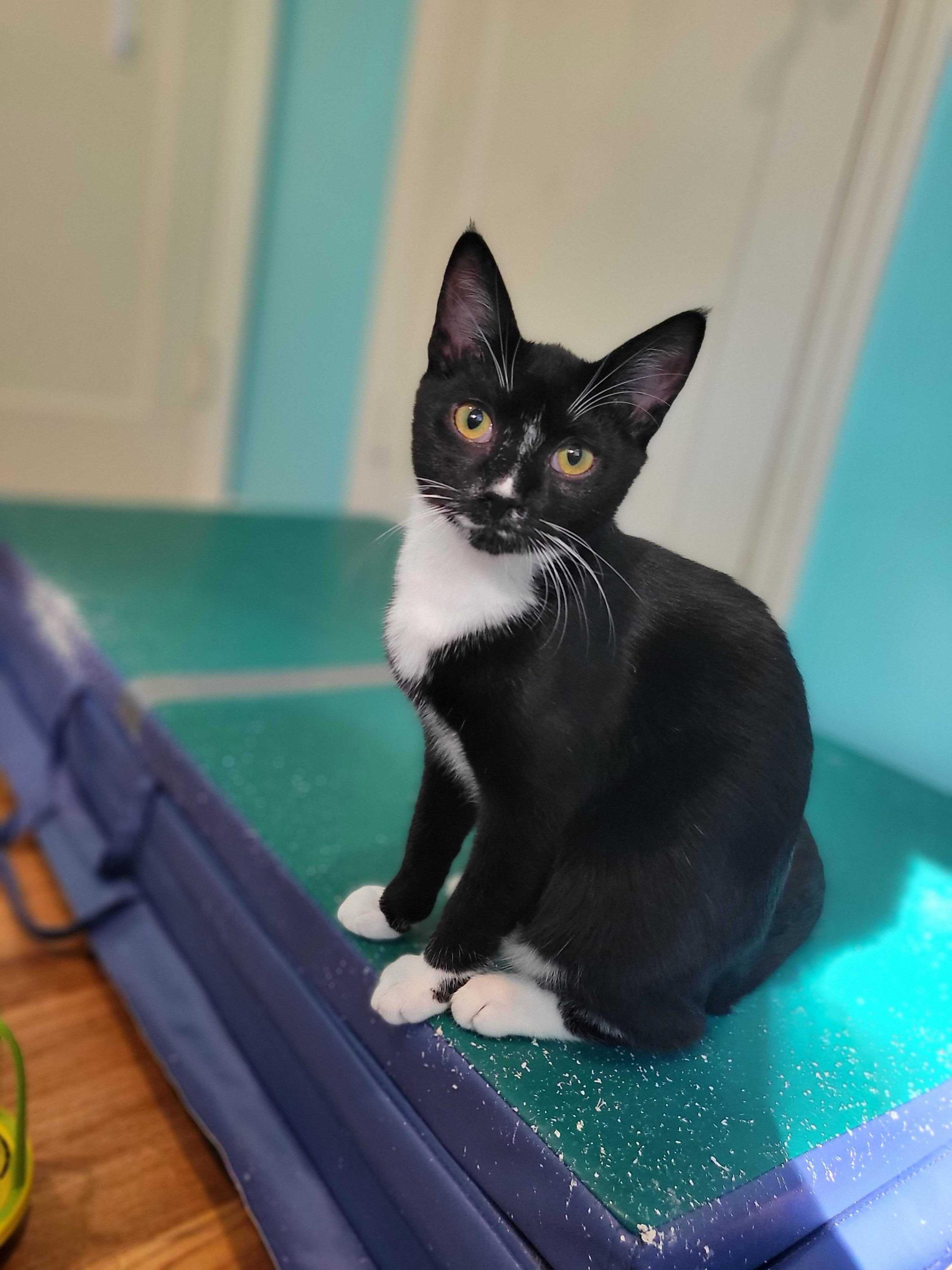 Lyra and Cosmos, a Adoptable Domestic Short Hair in Seattle, WA image 5/6