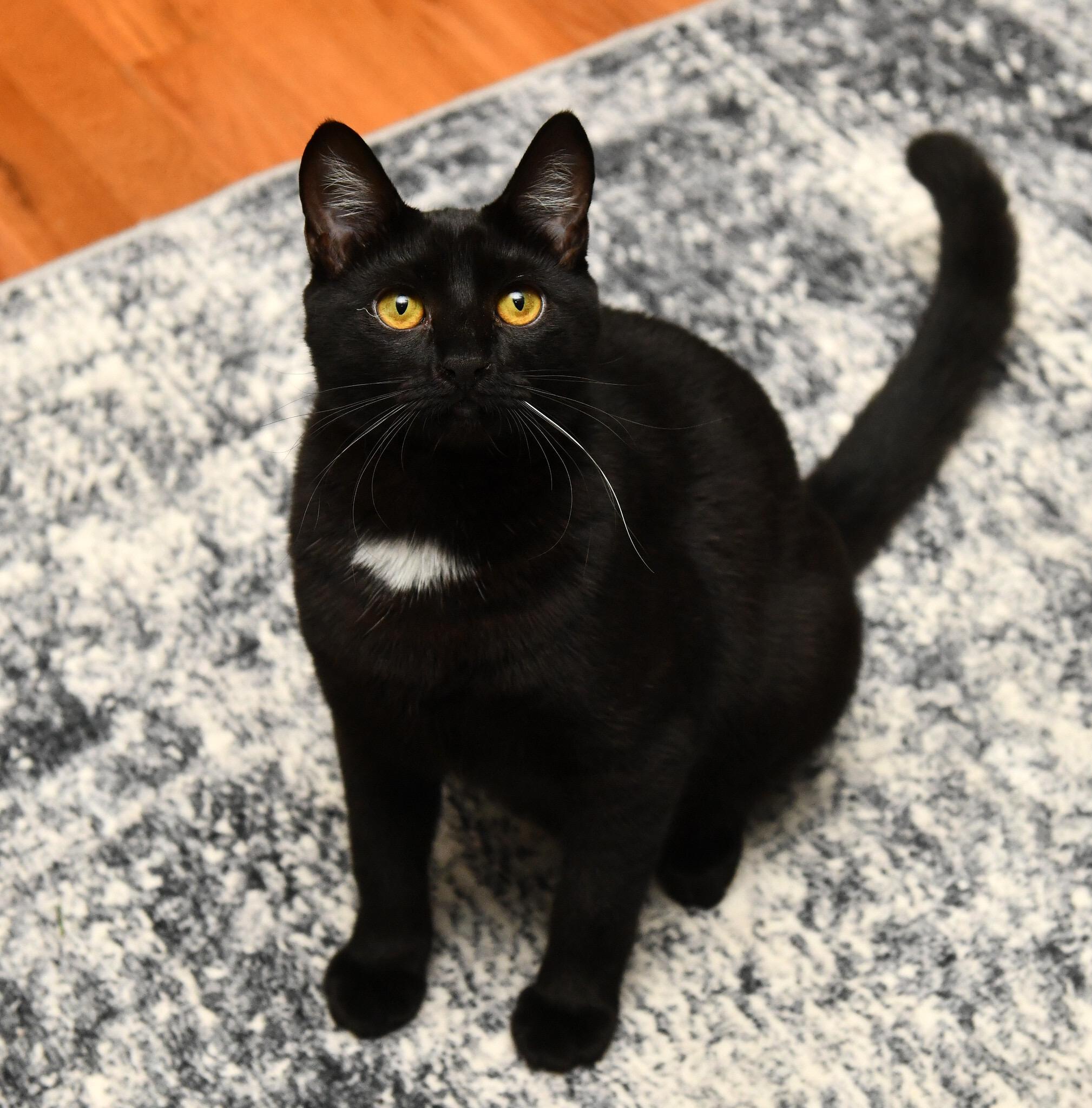 Lyra and Cosmos, a Adoptable Domestic Short Hair in Seattle, WA image 6/6