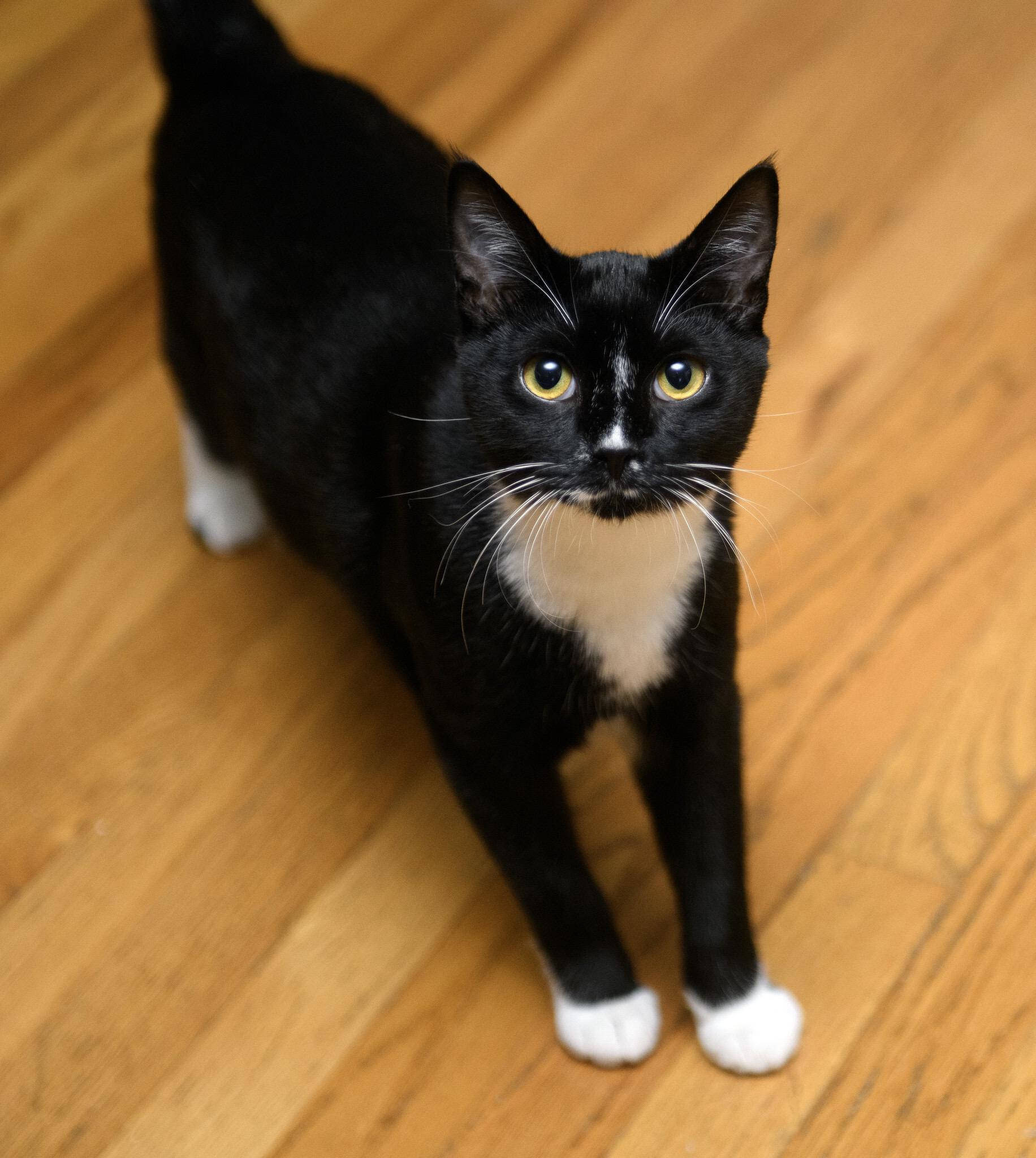 Lyra and Cosmos, a Adoptable Domestic Short Hair in Seattle, WA image 2/6