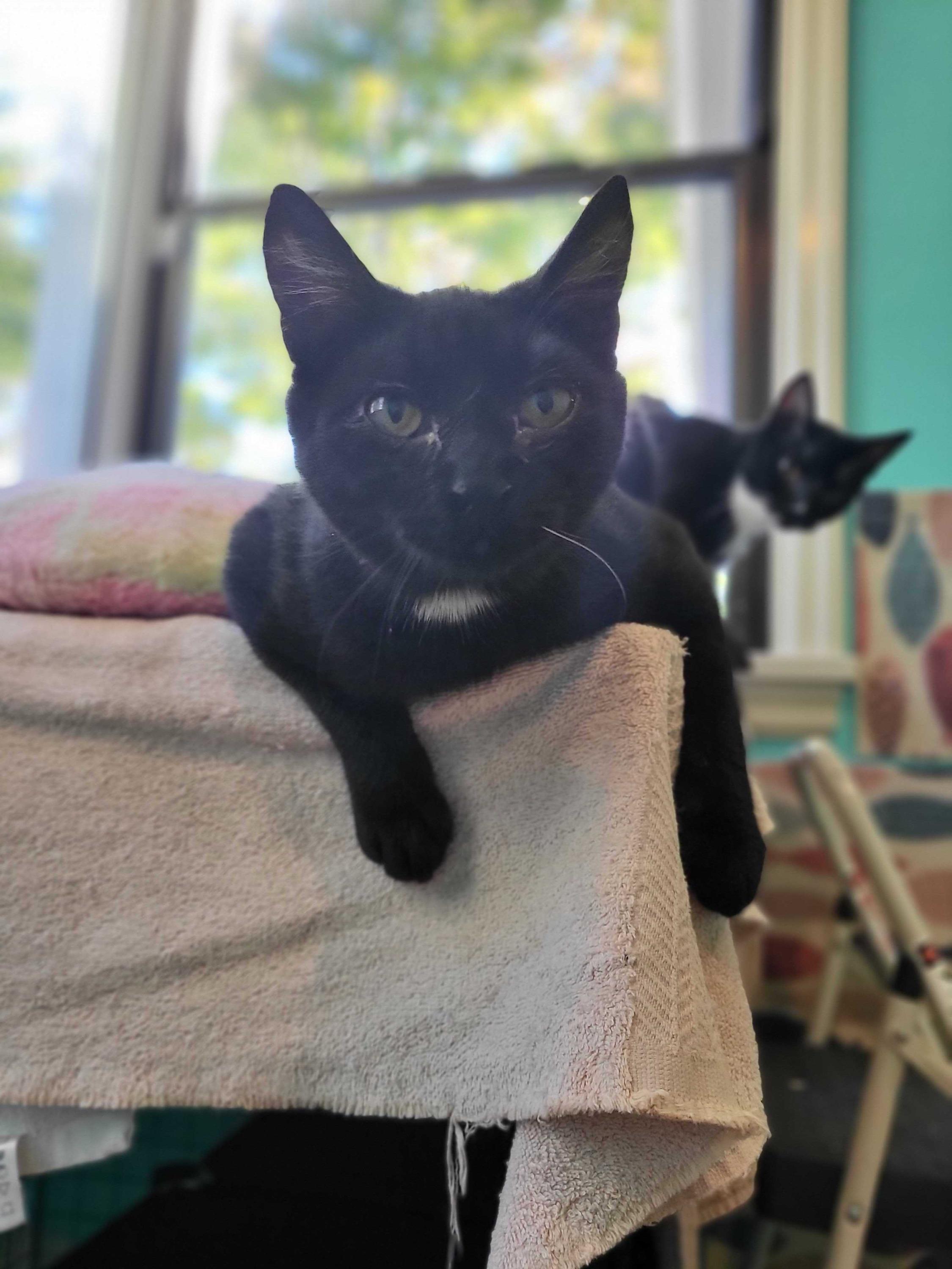 Lyra and Cosmos, a Adoptable Domestic Short Hair in Seattle, WA image 6/6