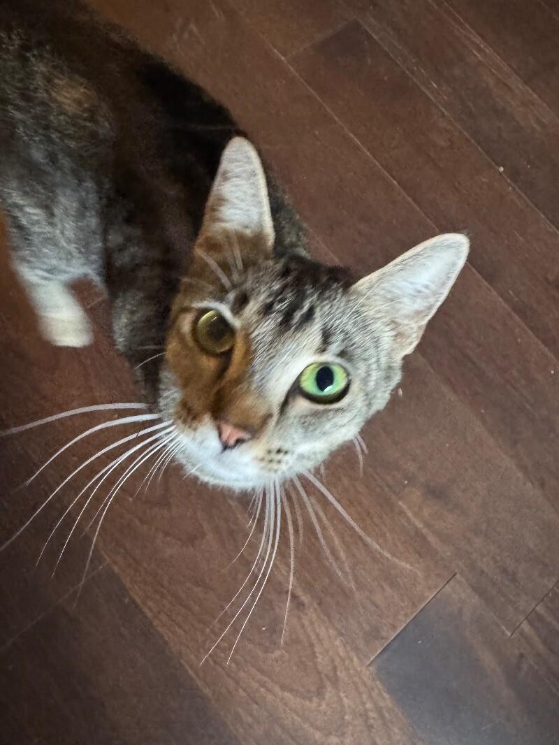 Cactus ♡, Adoptable, Adult Female Domestic Short Hair.