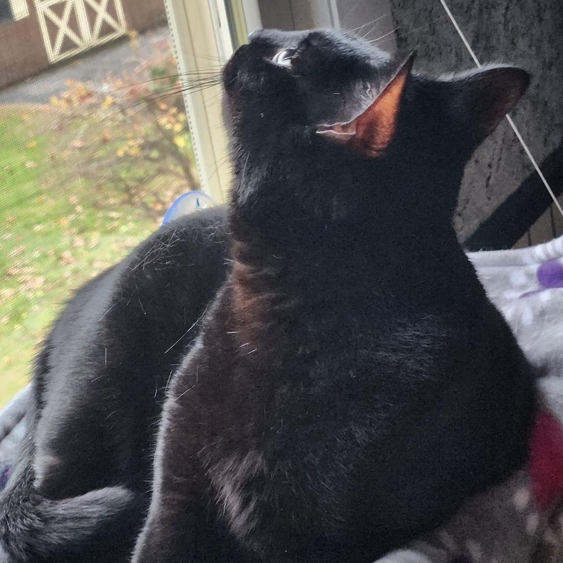 Manya, a Adoptable mixed breed in Norwich, CT image 2/6