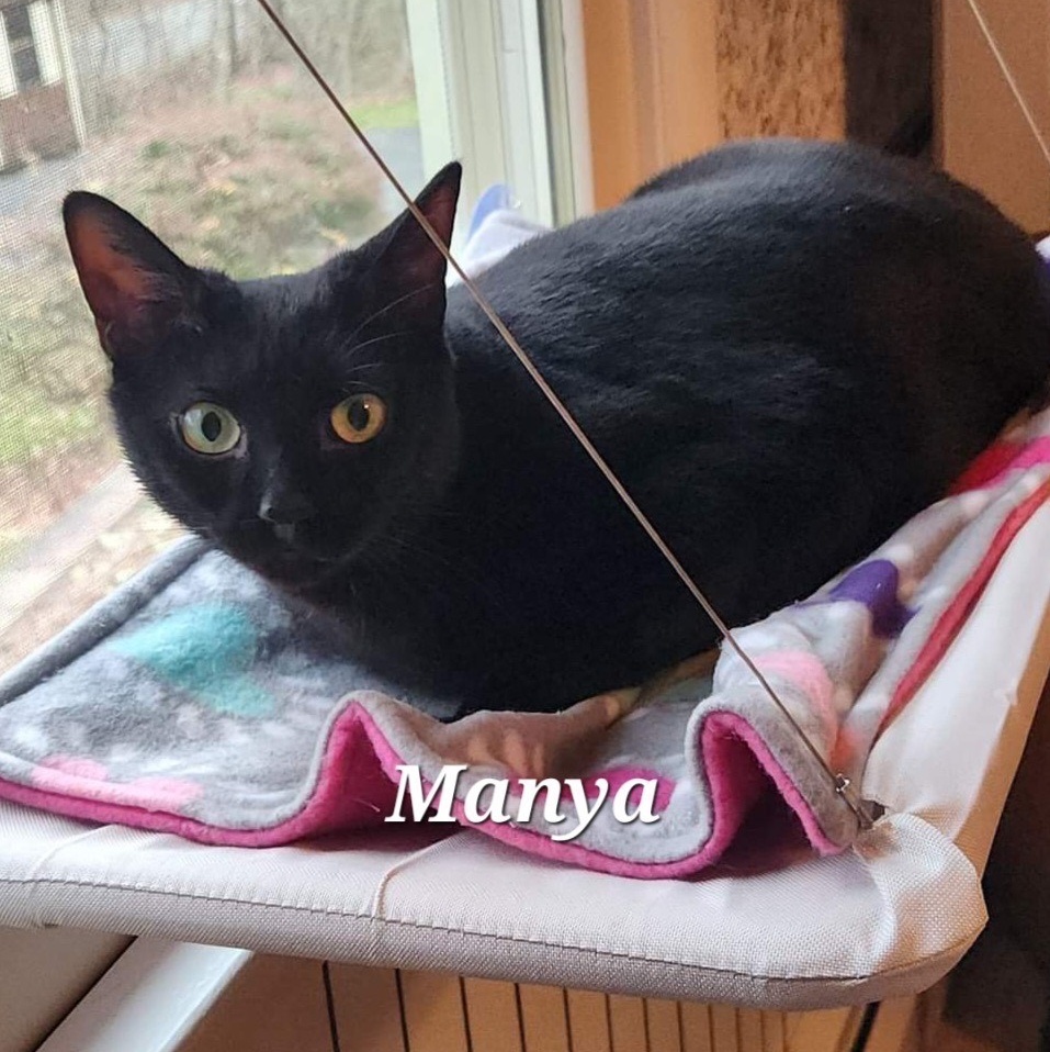 Manya, a Adoptable mixed breed in Norwich, CT image 3/6