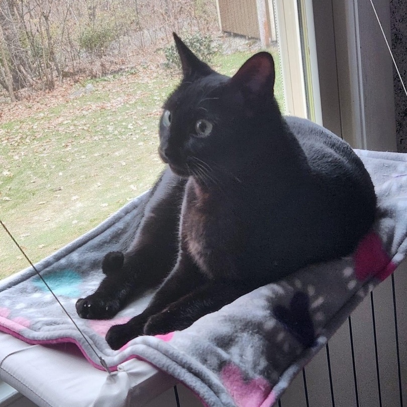 Manya, a Adoptable mixed breed in Norwich, CT image 4/6