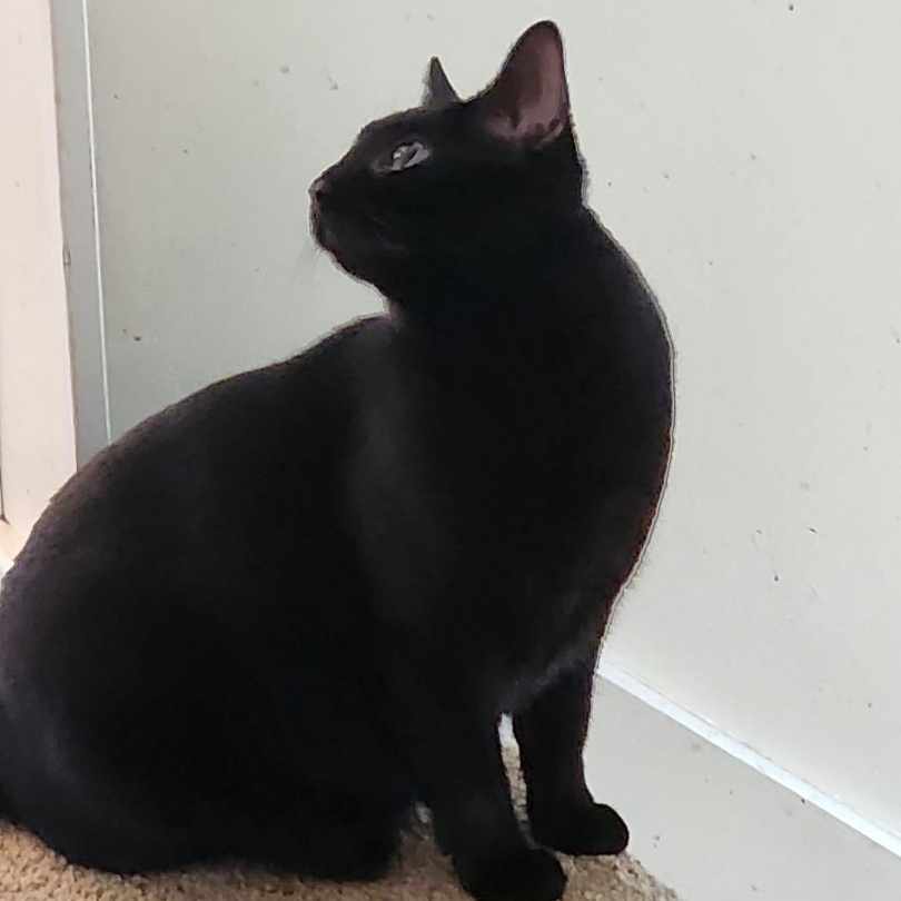 Manya, a Adoptable mixed breed in Norwich, CT image 5/6