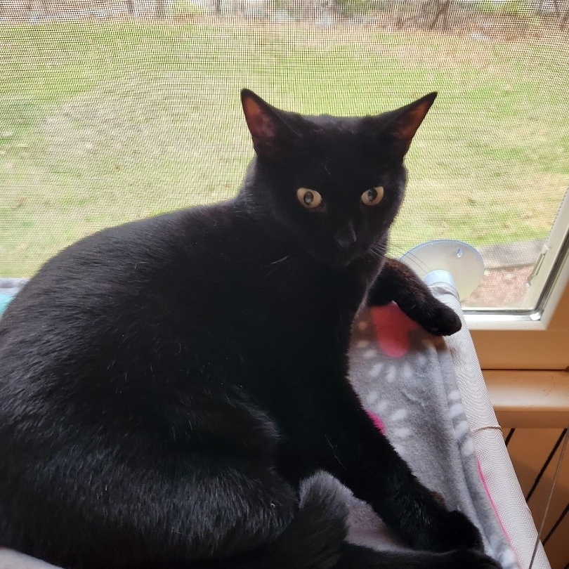 Manya, Adoptable, Adult Female Domestic Short Hair.