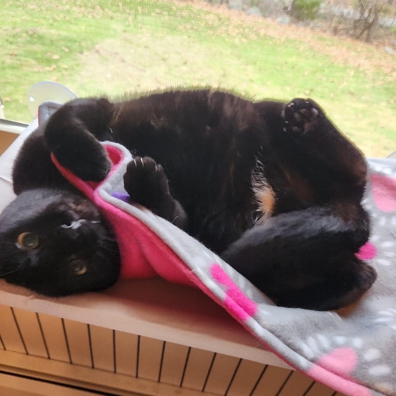 Manya, a Adoptable mixed breed in Norwich, CT image 6/6