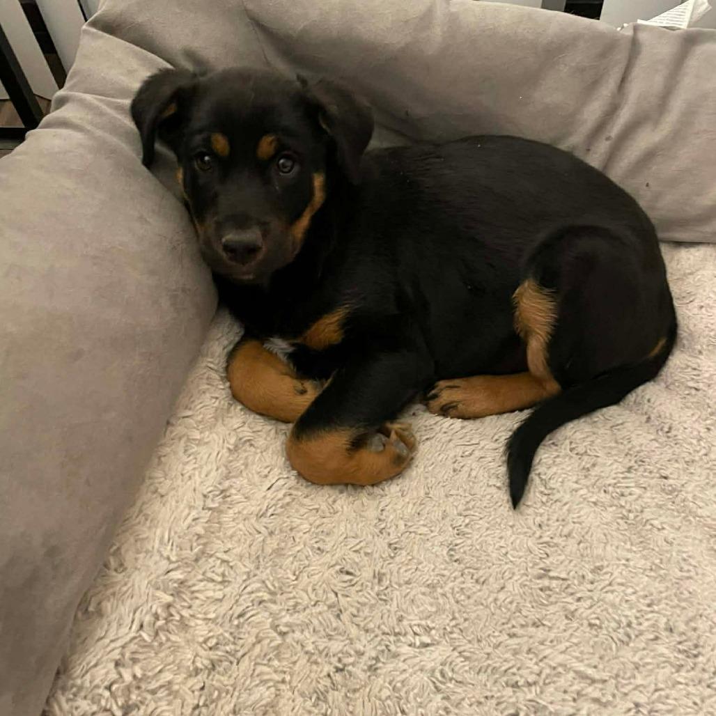 NOELLE, Adoptable, Puppy Female Rottweiler.