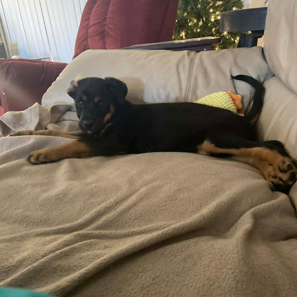 NOELLE, a Adoptable Rottweiler in Loves Park, IL image 2/6