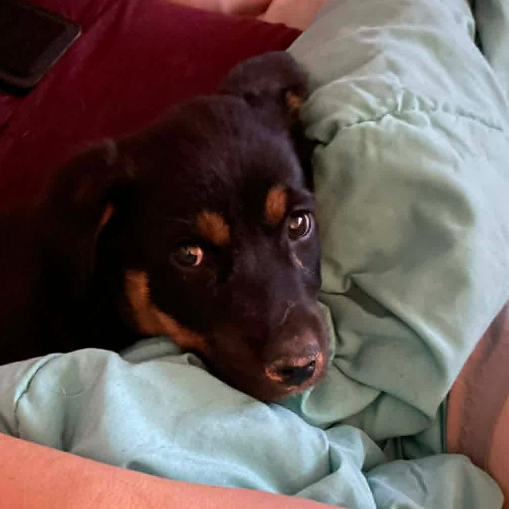 NOELLE, a Adoptable Rottweiler in Loves Park, IL image 3/6