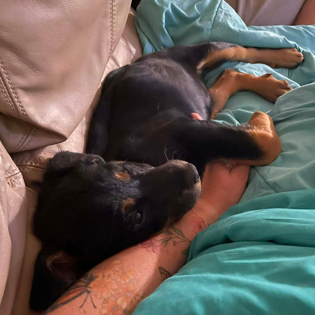 NOELLE, a Adoptable Rottweiler in Loves Park, IL image 5/6