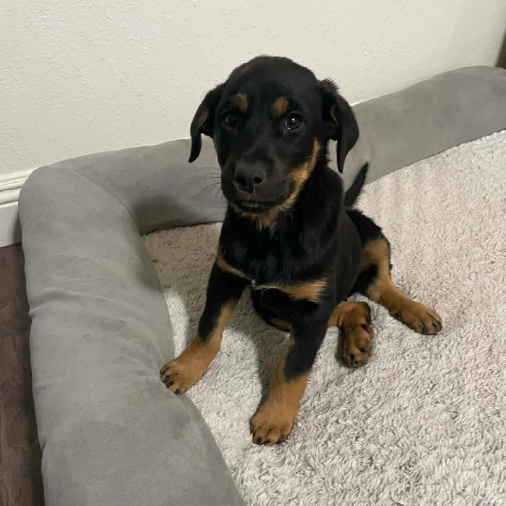 NOELLE, a Adoptable Rottweiler in Loves Park, IL image 6/6
