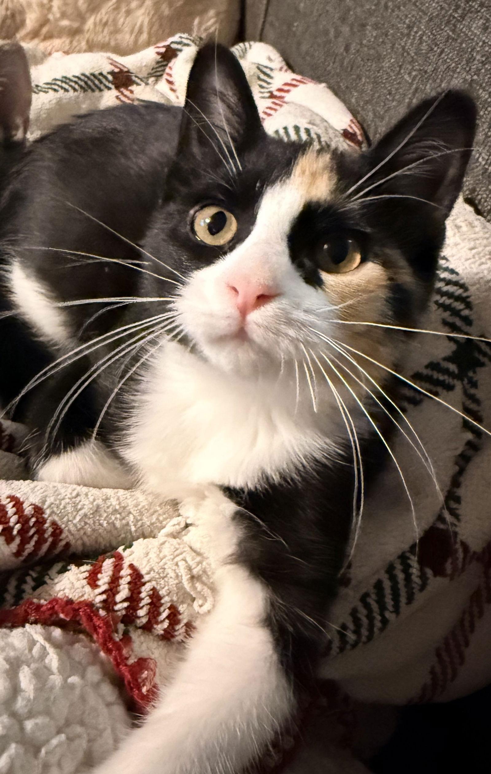 Enlarge Caramel, a Adopted Domestic Short Hair in Forest Lake, MN image 1/3