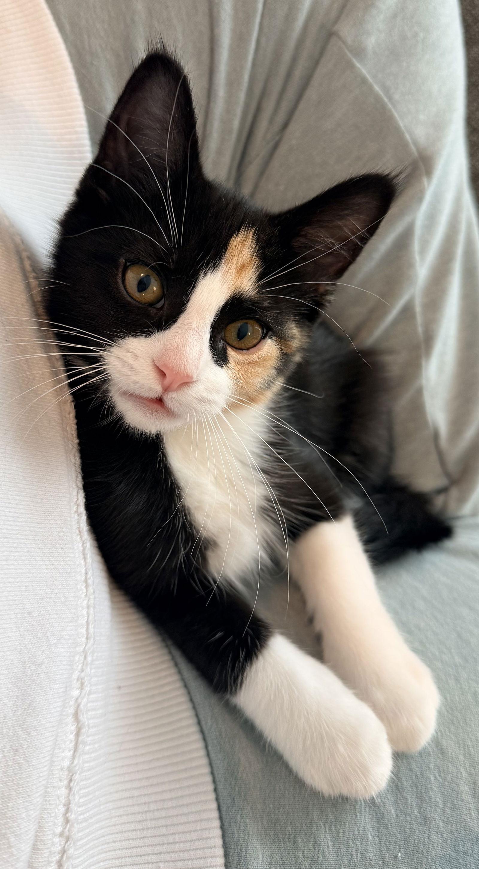 Enlarge Caramel, a Adopted Domestic Short Hair in Forest Lake, MN image 2/3