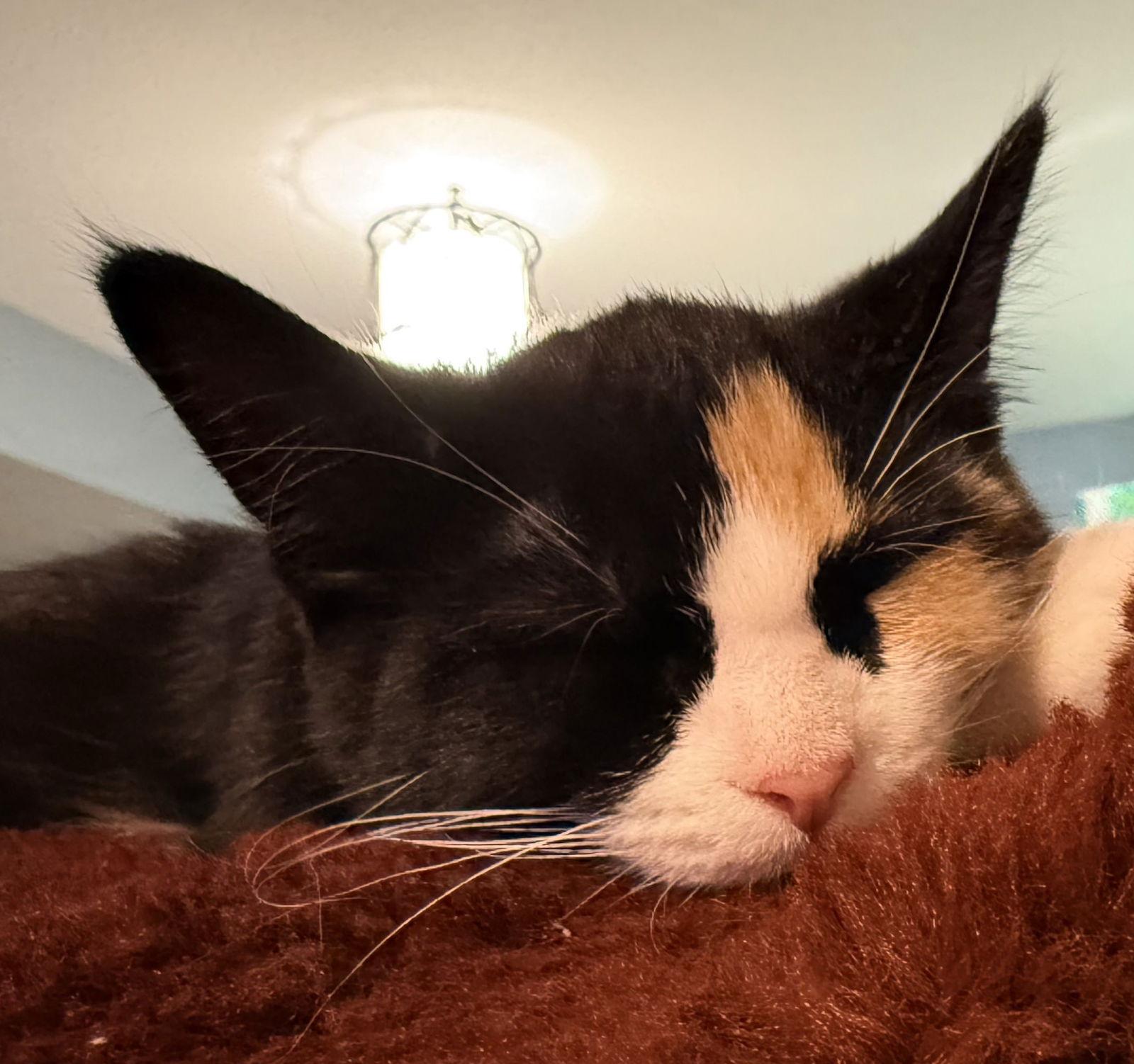 Enlarge Caramel, a Adopted Domestic Short Hair in Forest Lake, MN image 3/3