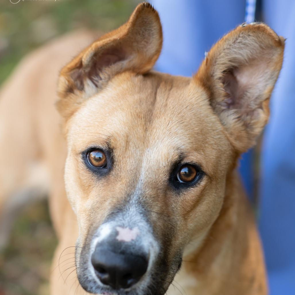 BILLYSUE-30276, Adoptable, Young Female Shepherd.