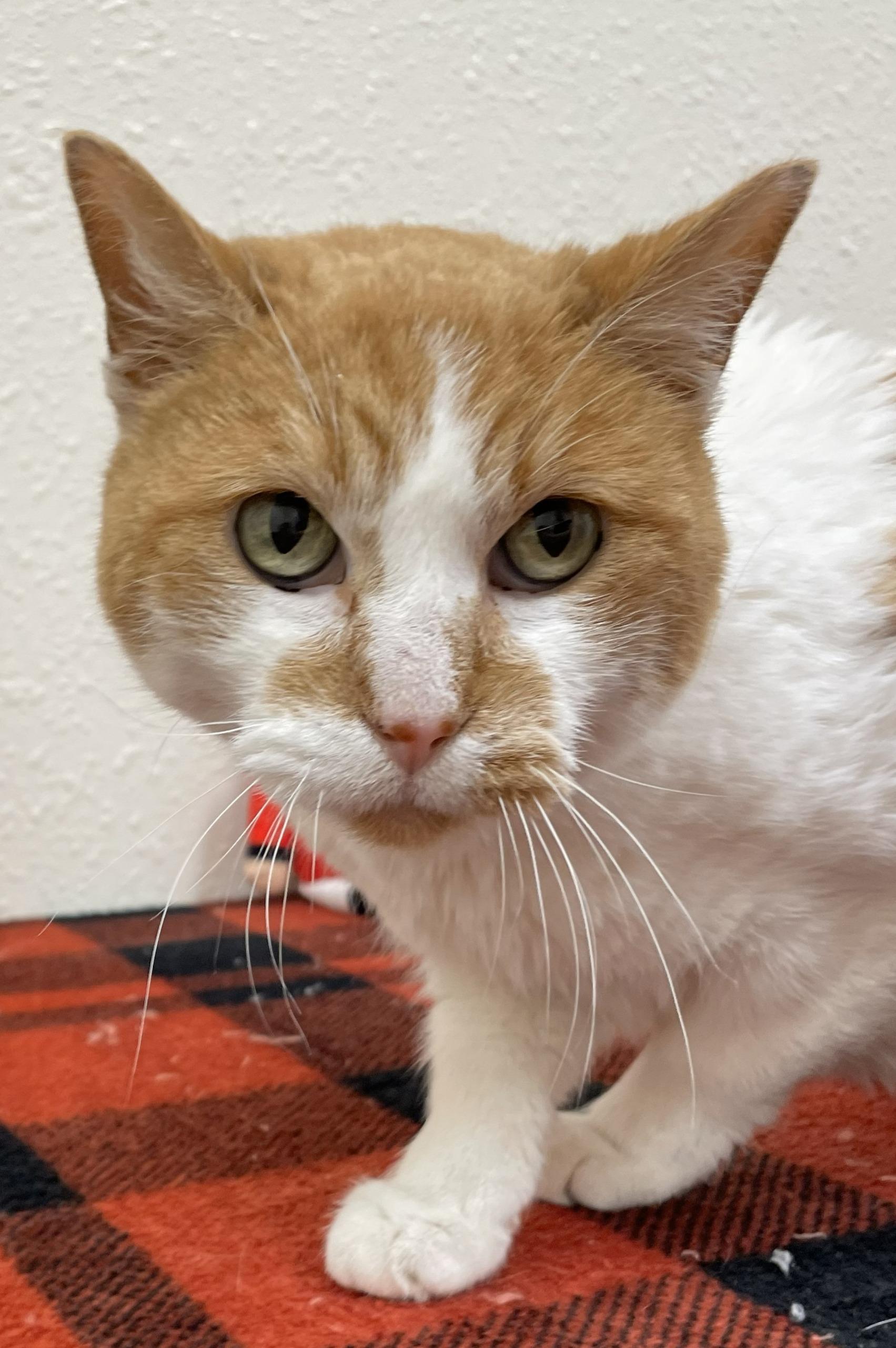 Harmony, Adoptable, Senior Female Domestic Short Hair.