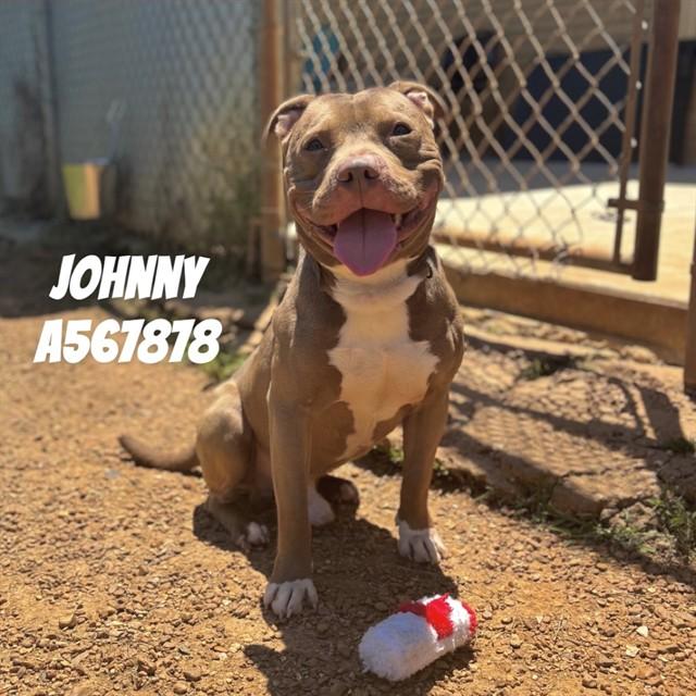 JOHNNY, Adoptable, Adult Male Pit Bull Terrier.